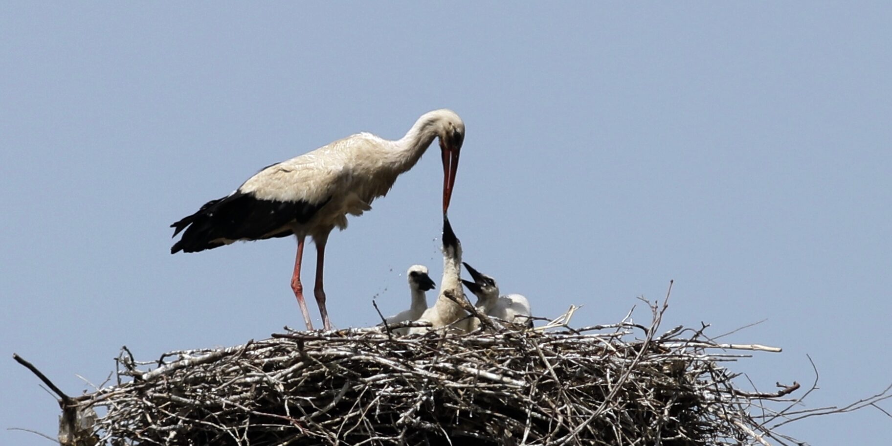Bocian biały (Ciconia ciconia)
