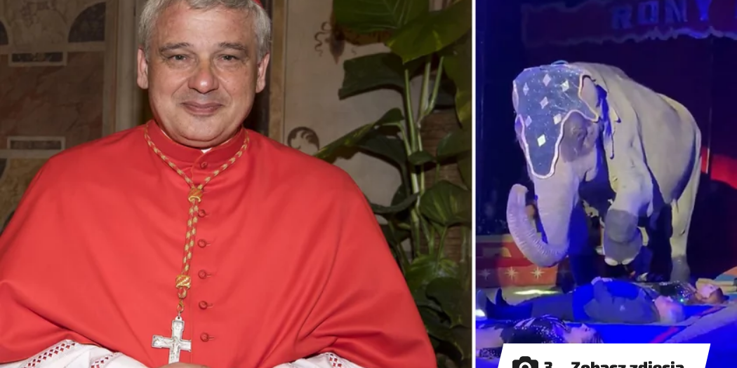 Kardynał Krajewski słoń! Niewiarygodne zdjęcia obiegły świat
