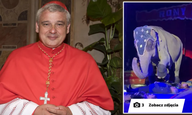 Kardynał Krajewski słoń! Niewiarygodne zdjęcia obiegły świat